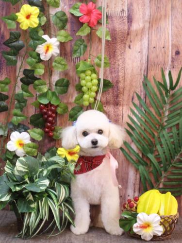 20230826ポコちゃん